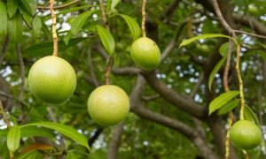 Cây tự sát đoạt mạng hàng nghìn người mỗi năm