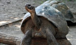 Rùa khổng lồ nguy cấp gần 100 tuổi sinh con lần đầu