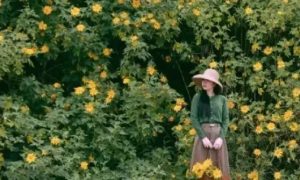 Hoa dã quỳ phủ vàng Đà Lạt, hút nàng thơ đến check-in