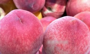 Cách chọn đào nhiều người chưa biết thường làm sai