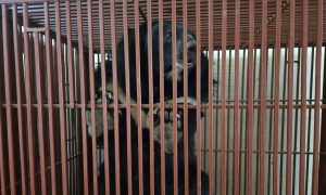 Giải cứu ba cá thể gấu ngựa