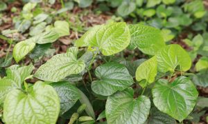 5 công dụng không ngờ từ loại lá mọc đầy vườn cho người đau xương khớp