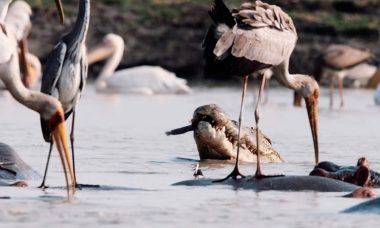 Cá sấu và chim hợp sức bẫy cá trê