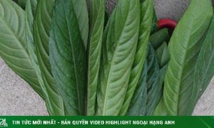 6 tác dụng không ngờ của lá xương sông