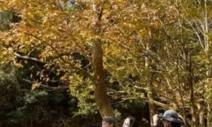 Mê mẩn rừng Phong Hương Quảng Trị mùa lá đổi sắc đẹp tựa châu Âu