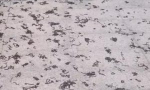 Kinh hãi hàng nghìn con giun đất bò lên vỉa hè ở khu đô thị rồi chết la liệt