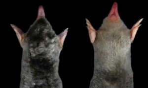 Chuột chũi Darwin mới phát hiện tại Khu bảo tồn Pù Luông