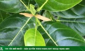 5 cách dùng lá mít chữa bệnh