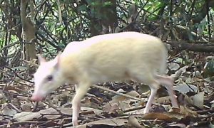 Cheo cheo bạch tạng quý hiếm xuất hiện tại Hà Tĩnh