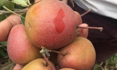 Không chỉ củ đậu, nhiều loại quả ăn hằng ngày không khiến bạn tăng cân